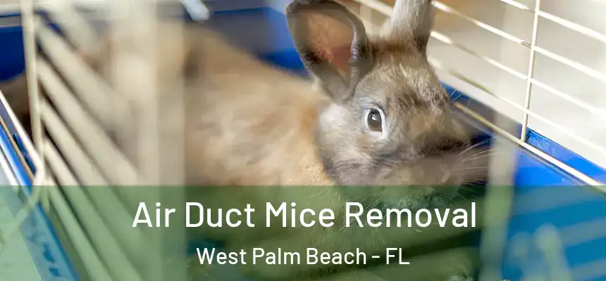  Air Duct Mice Removal West Palm Beach - FL